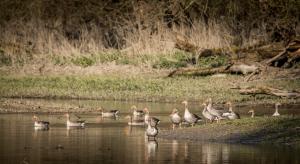 001 20190331 Rheinauen 0019