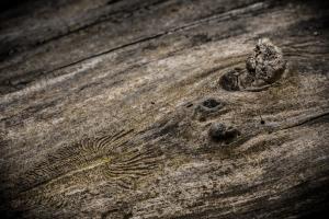005 20190331 Rheinauen 0008