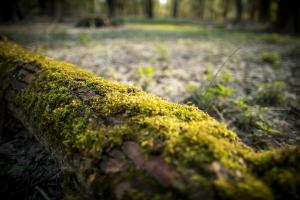 006 20190331 Rheinauen 0054