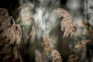 007 20190331 Rheinauen 0057