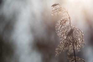 008 20190331 Rheinauen 0067