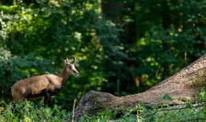 20180812 Tierpark Oberwald 051