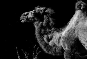 20180812 Tierpark Oberwald 077