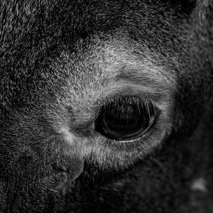 20180812 Tierpark Oberwald 092