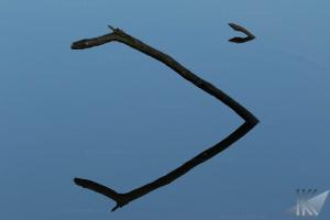 IMG 0059