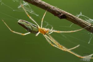 IMG 0881
