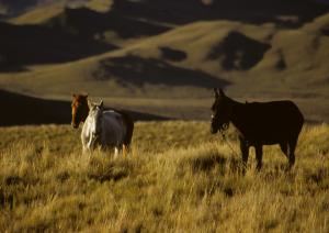 027 78 066a(20x30)