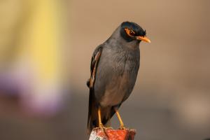 033 IMG 7007