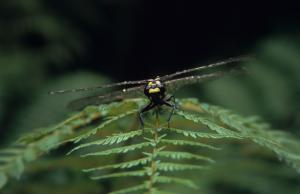 042 0376b