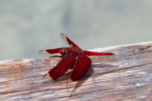 IMG 0703