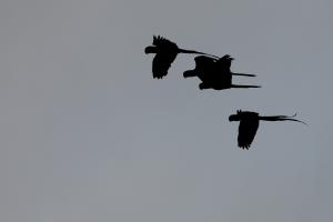 019 SRGY18 1024