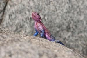006 IMG 0997